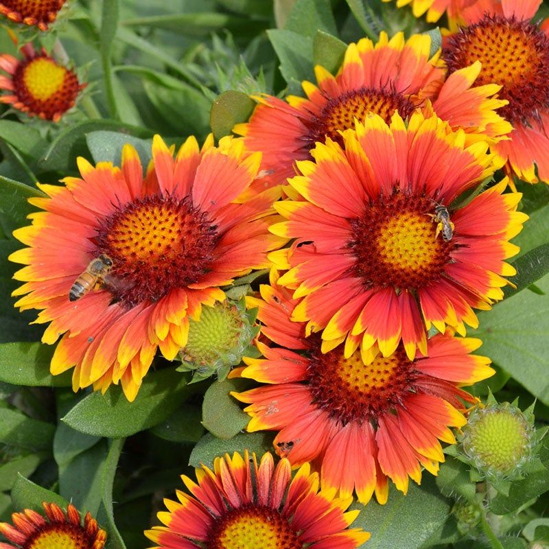 Blanket Flower