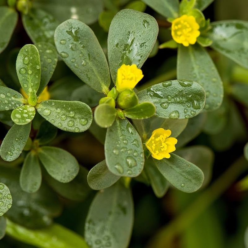 Purslane - Edible Succulents for Hot Climates