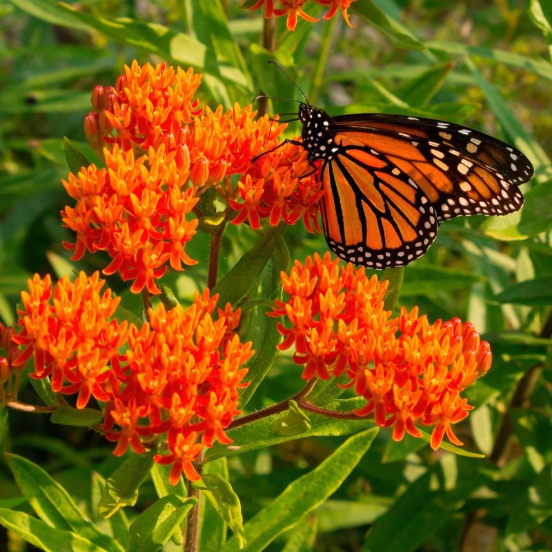 Butterfly Weed (Asclepias tuberosa)