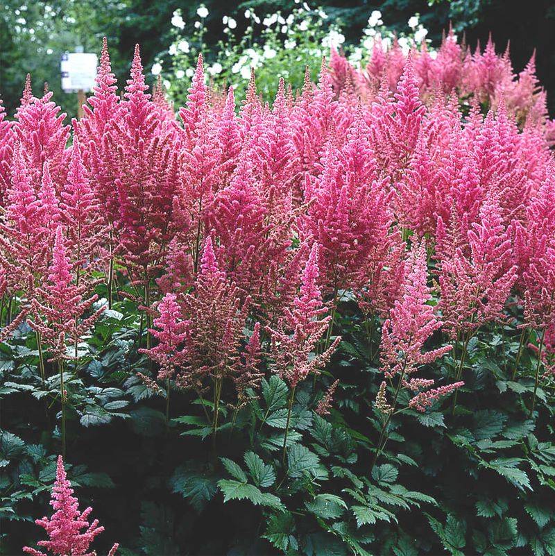 Astilbe (False Spirea)