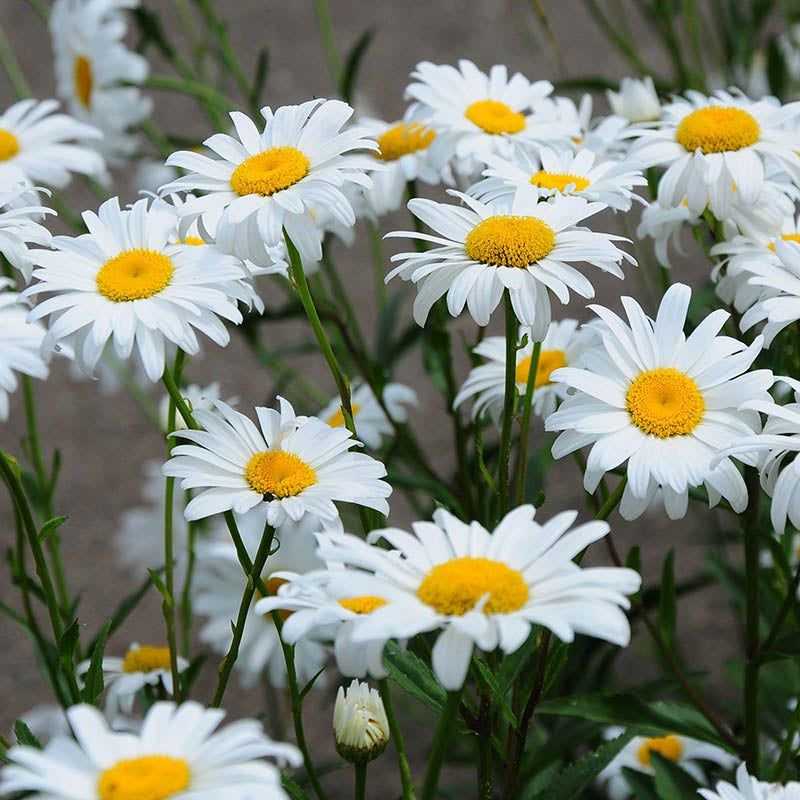 Shasta Daisy (Leucanthemum x superbum)