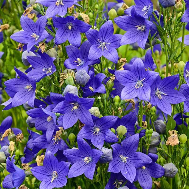 Balloon Flower (Platycodon) – Whimsical buds pop open to star-shaped blue blooms.