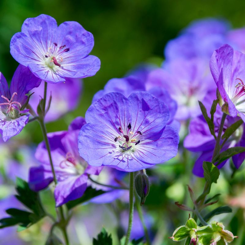 Geranium (Cranesbill)