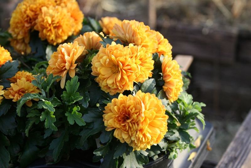 Chrysanthemum