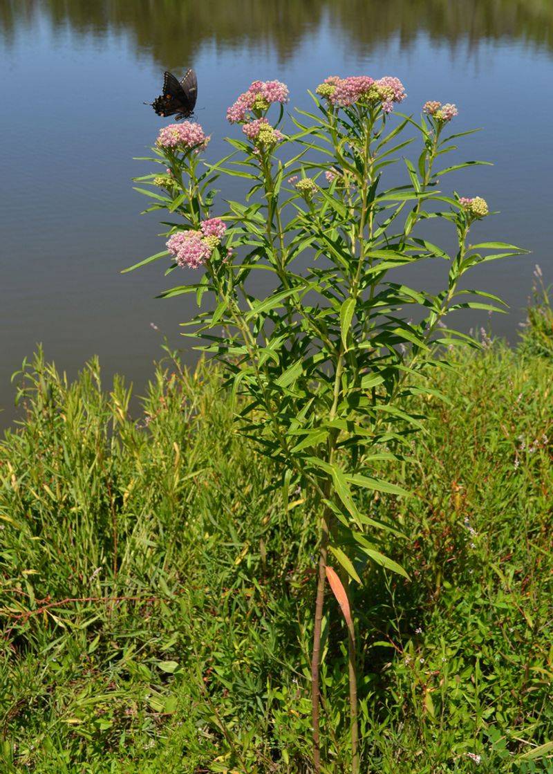Swamp Milkweed (Asclepias incarnata)