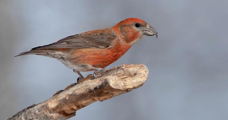 Red Crossbill