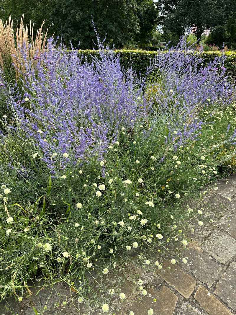 Companion Planting Techniques