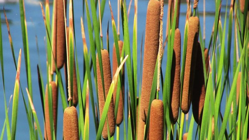 Cattails (Typha)
