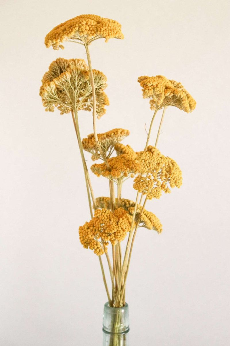 Yarrow (Achillea millefolium)