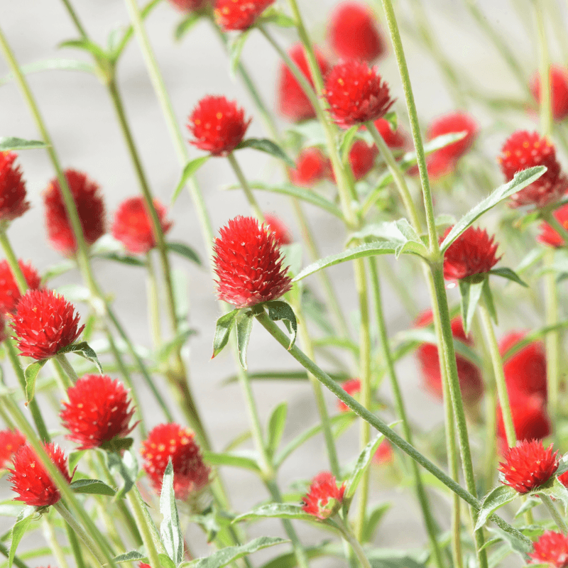 Gomphrena (Globe Amaranth)