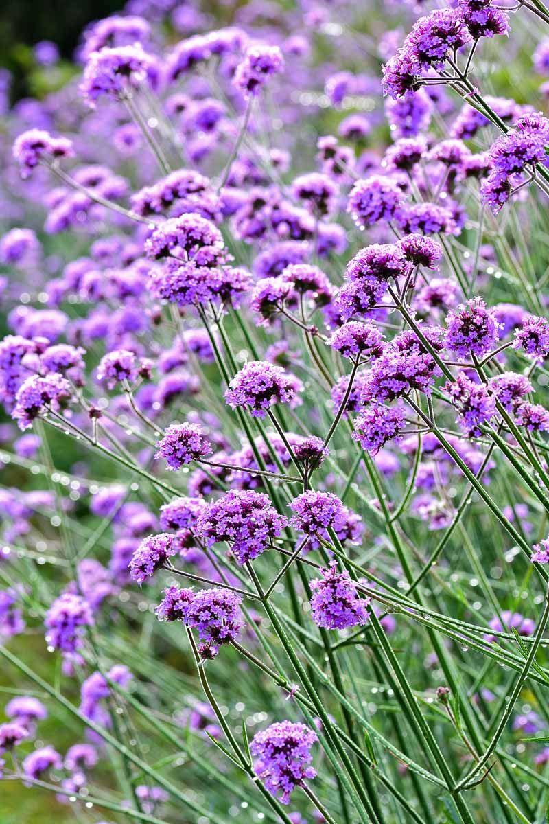 Verbena - Tiny Flowers in Big Clusters