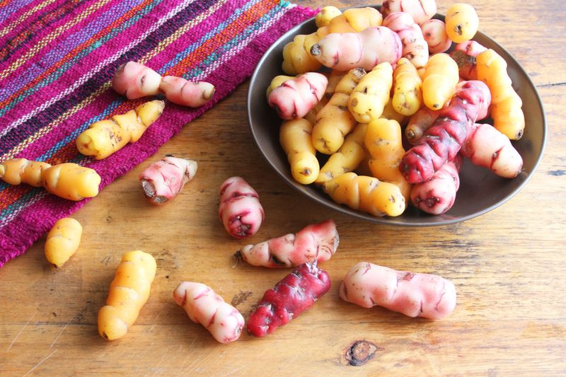 Oca (Oxalis Tuberosa)