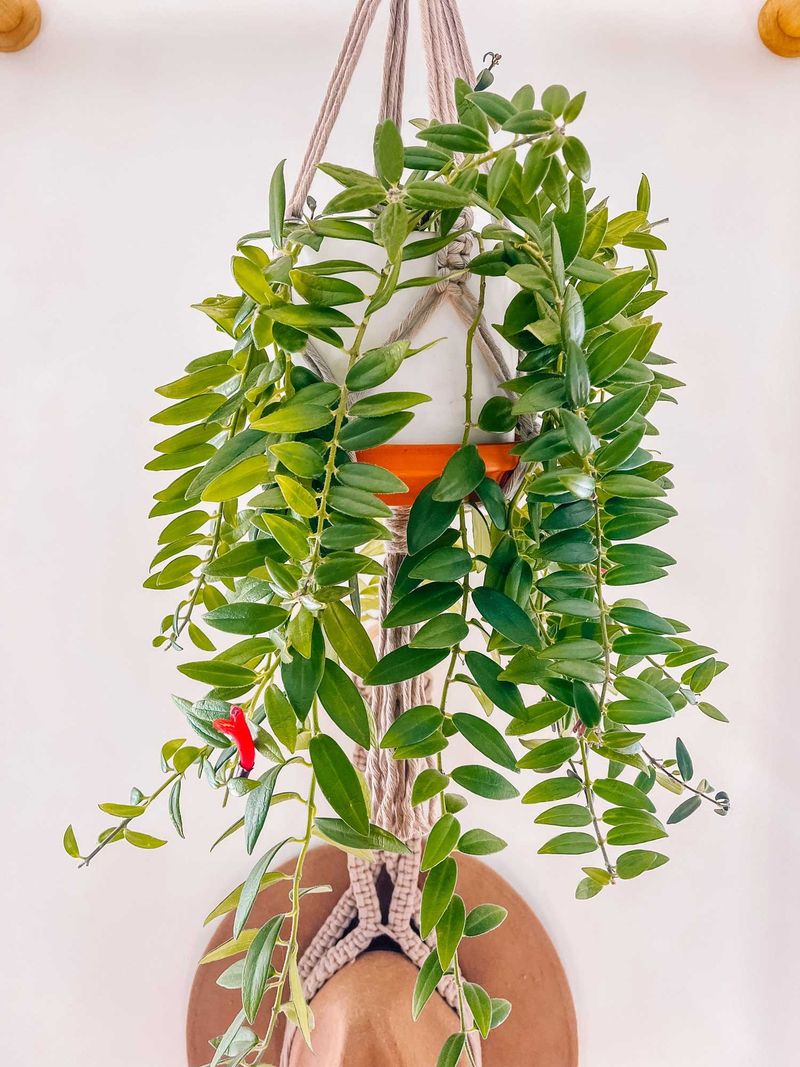 Lipstick Plant (Aeschynanthus radicans)