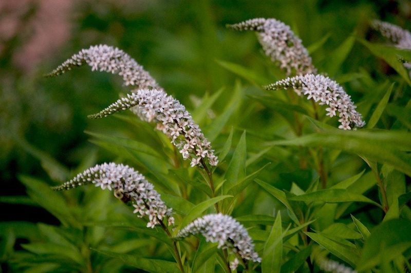 Gooseneck Loosestrife (Lysimachia clethroides)