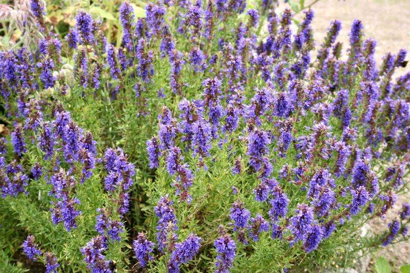 Hyssop