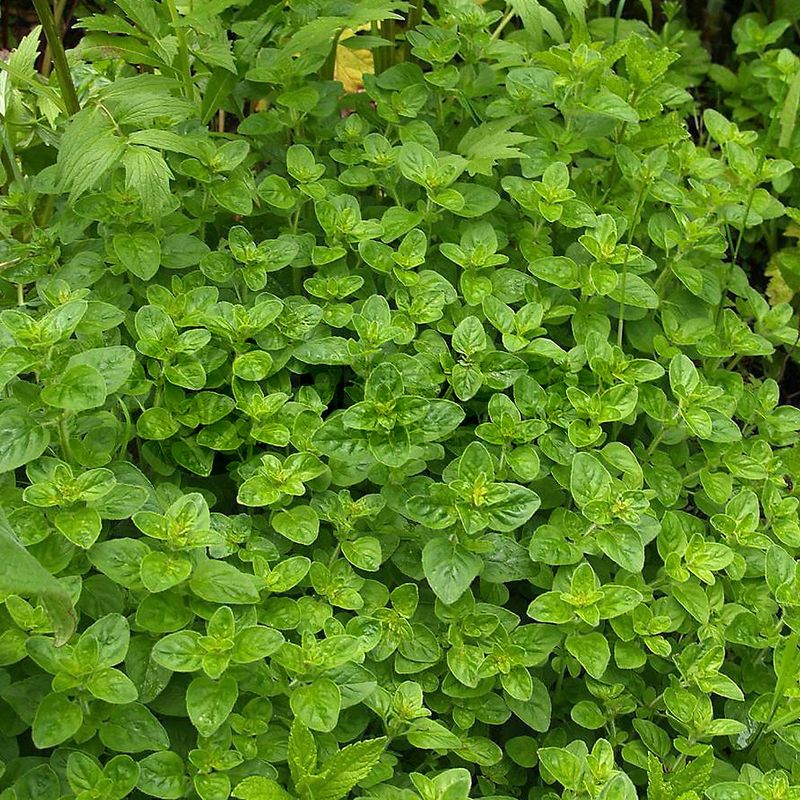 Marjoram