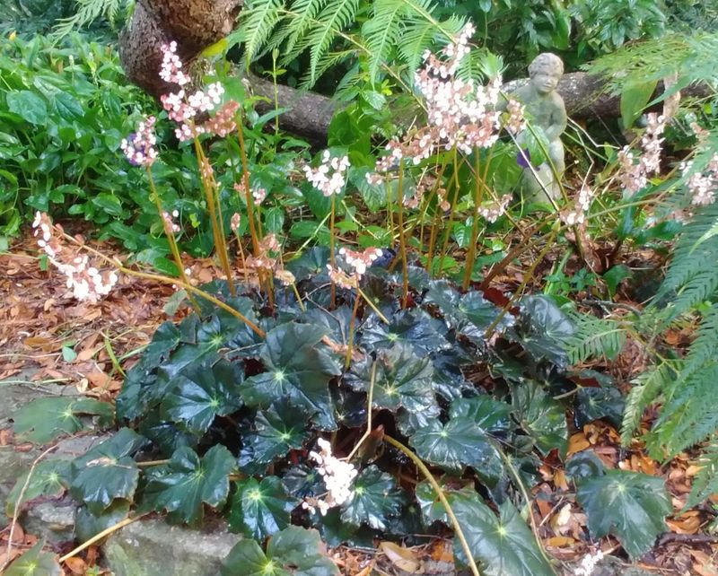 Pine Needle Amendment