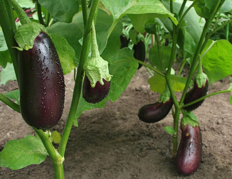 Eggplant