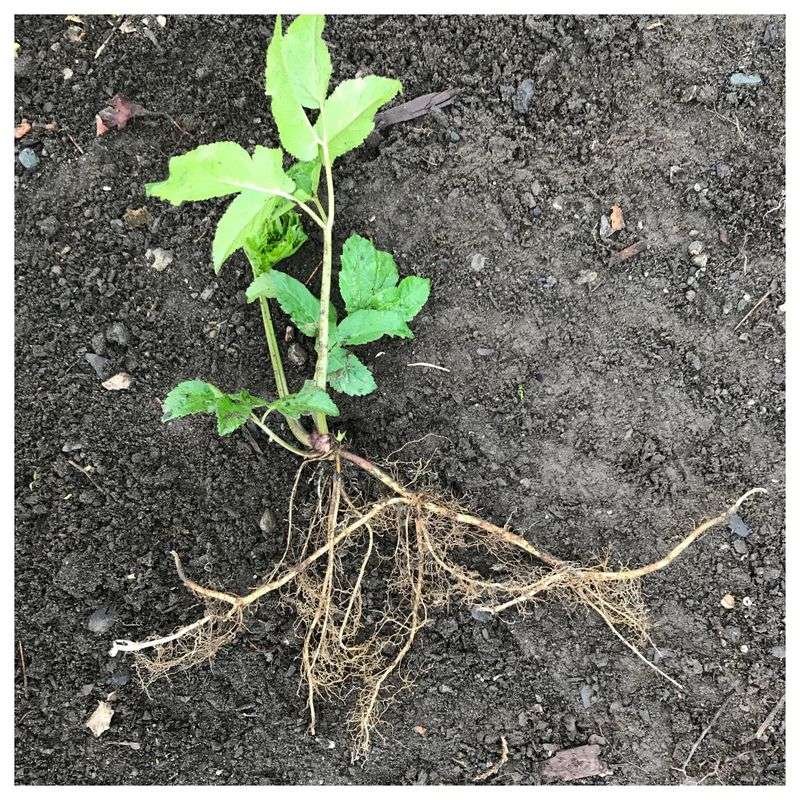 Sneaky Underground Rhizomes