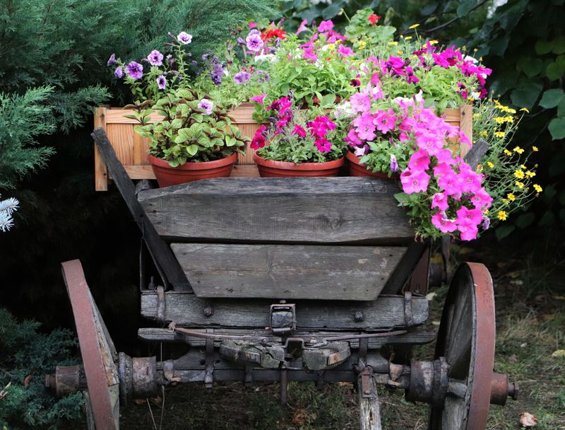 Antique Wheelbarrow Planters