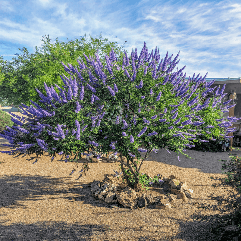 Vitex Tree