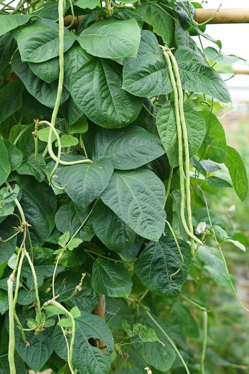 Yardlong Beans