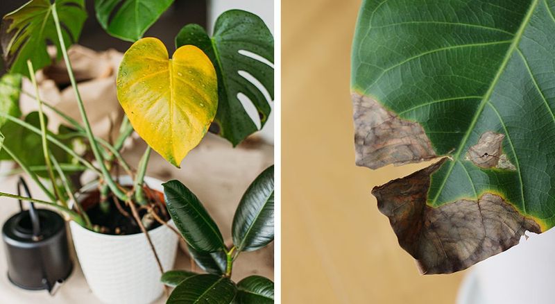 Ignoring Sun Requirements