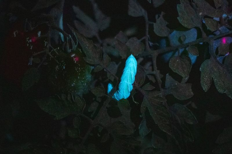 Use a UV Blacklight to Spot Them at Night