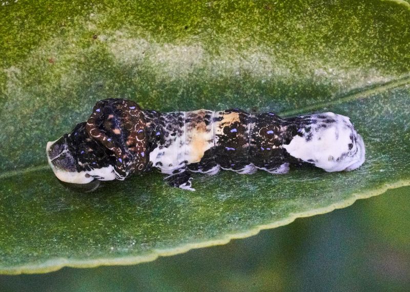 Caterpillars Look Like Bird Droppings
