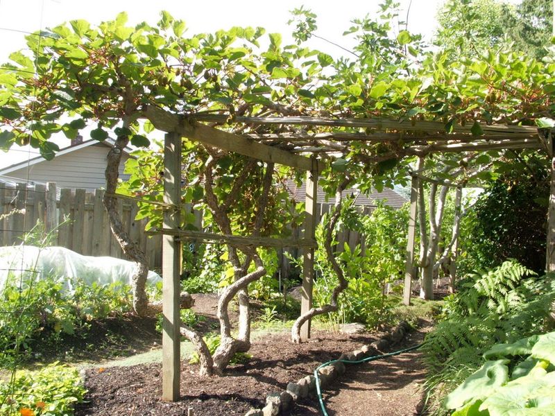 Kiwi Vines