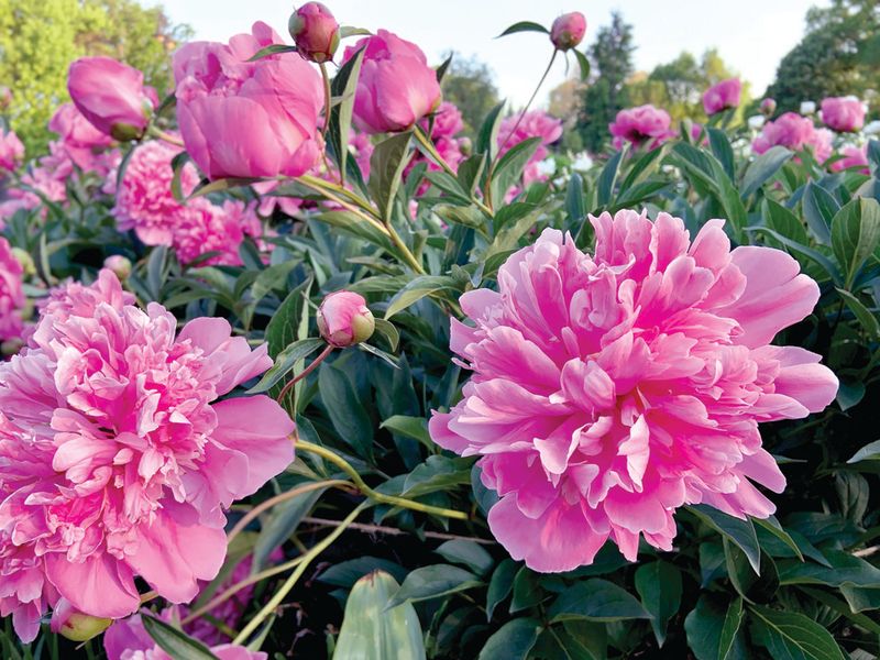 Peonies - China's Luxurious Beauties