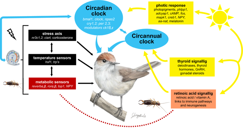 Birds Migrate Using Internal Biological Calendars