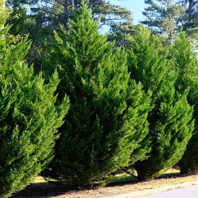 Leyland Cypress (Cupressus x leylandii)