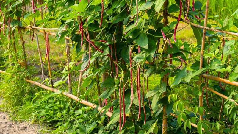 Yard-Long Beans - Asian Climbing Champions