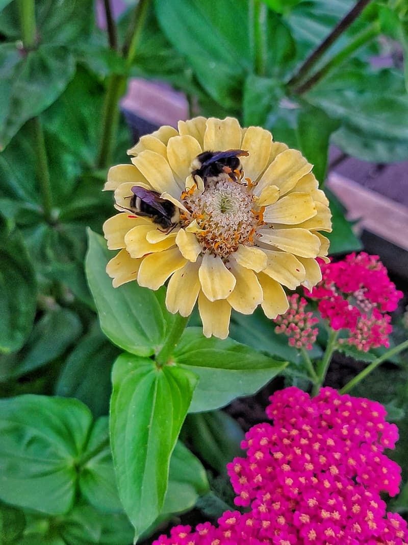 Zinnias 🌸