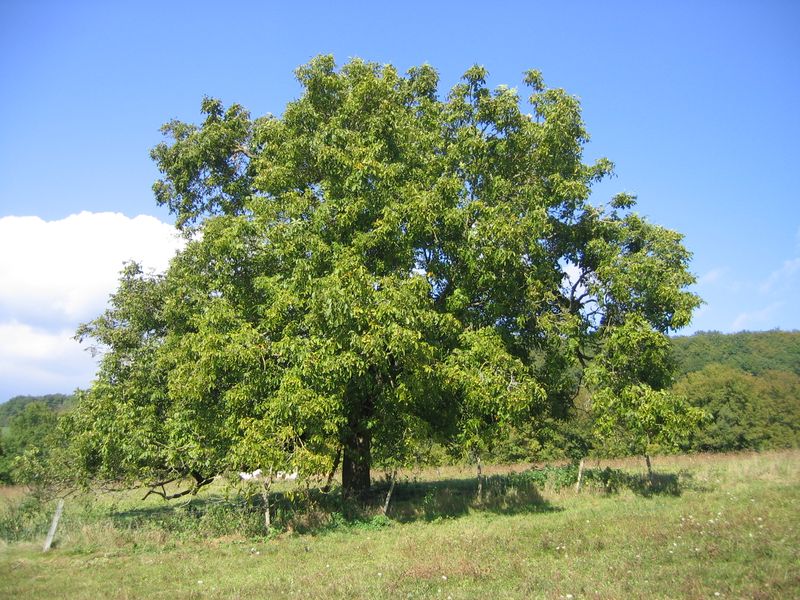 Walnut Trees (Juglans regia)