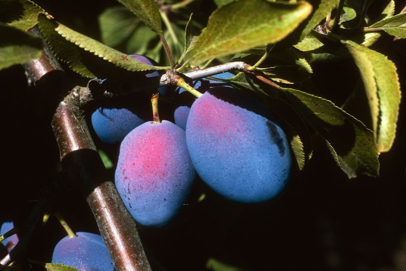 Plum Trees