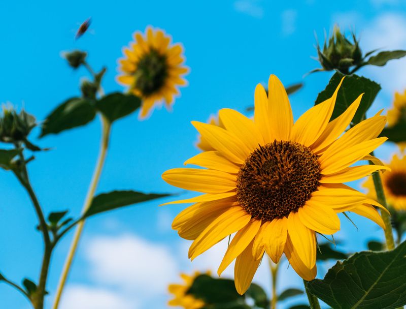 Sunflowers – The Stink Bug Sanctuary