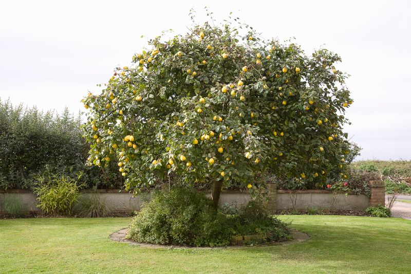 Quince Trees (Cydonia oblonga)