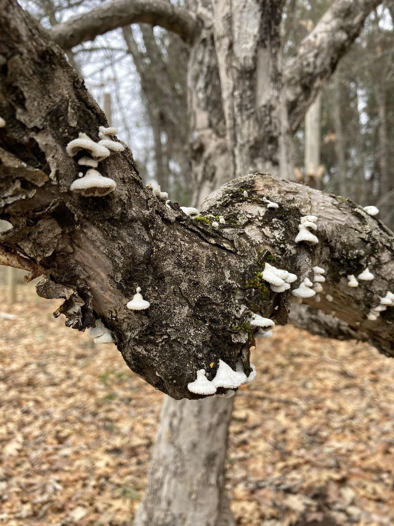 Fungal Growth Due to Pests