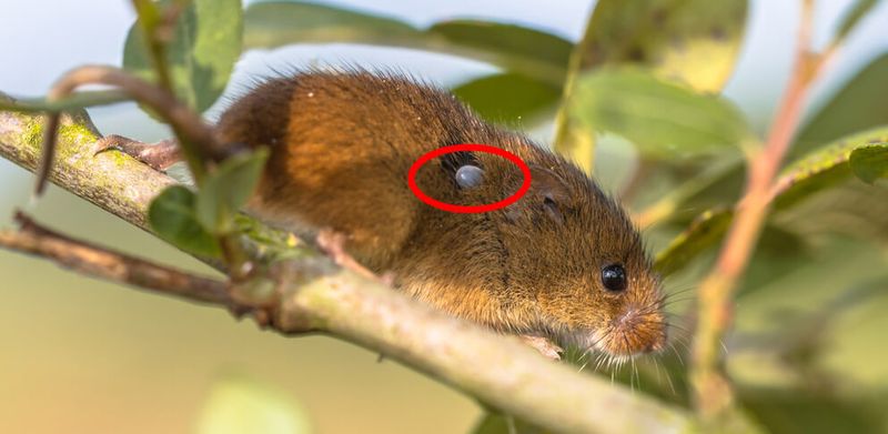 Spreading Fleas and Ticks