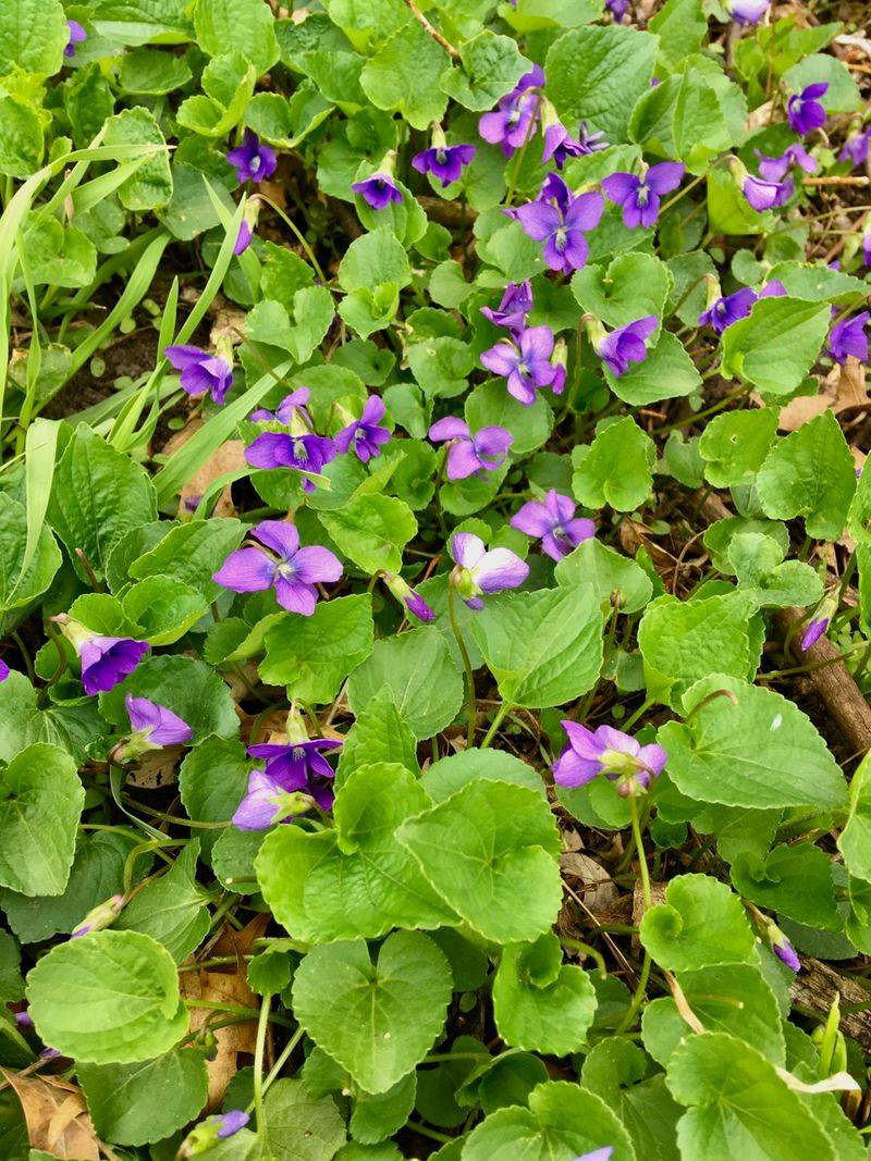 Wild Violet