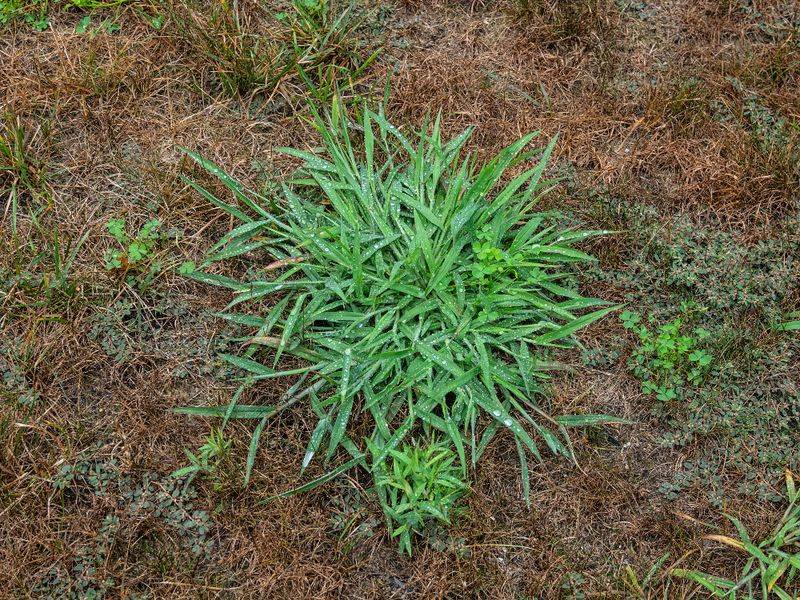 Crabgrass: The Summer Invader