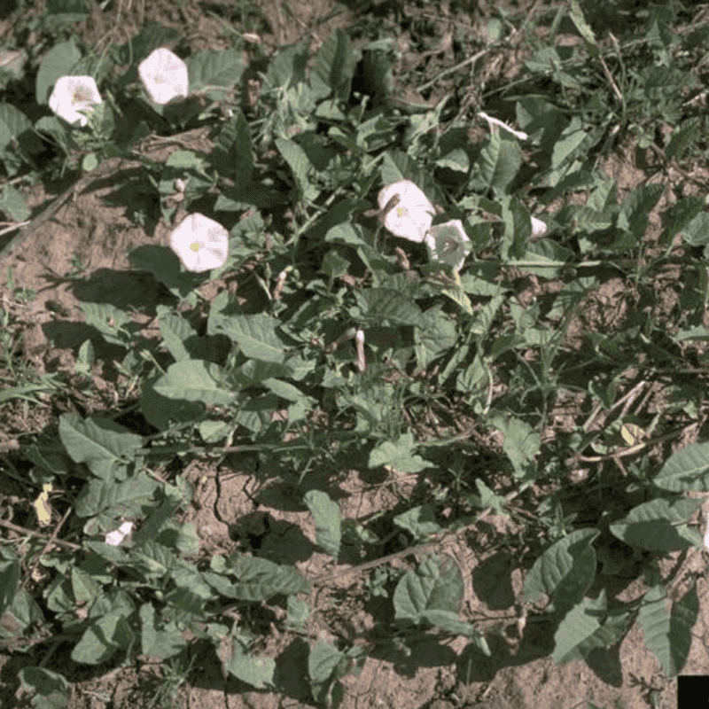 Bindweed
