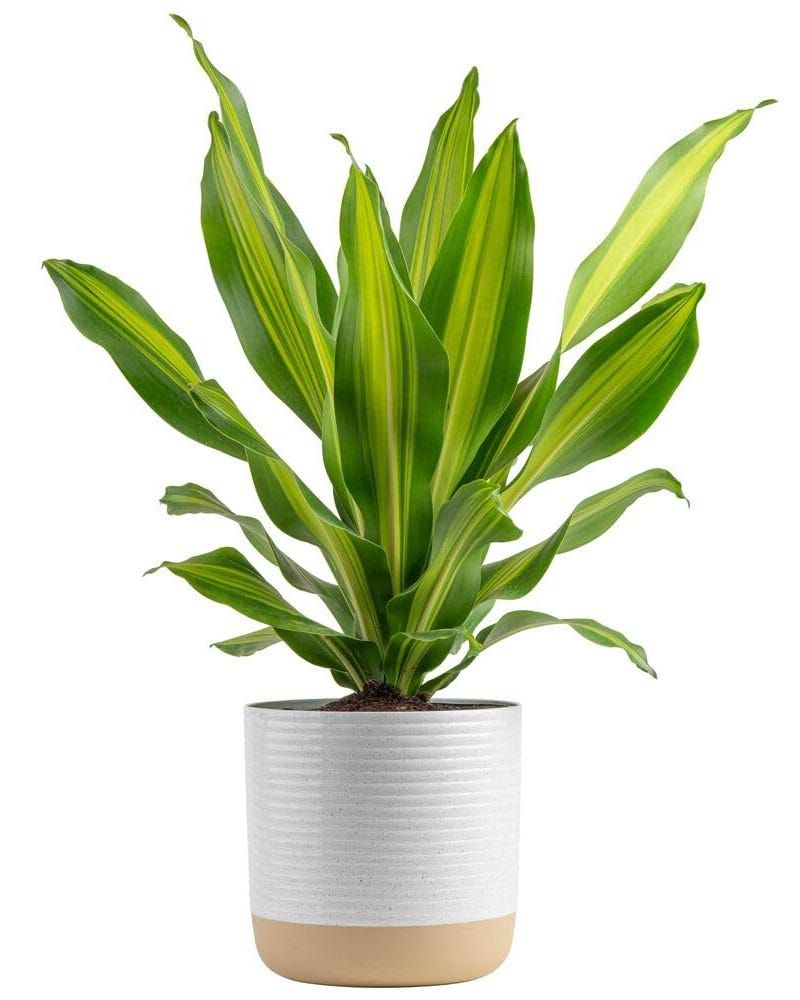 Dracaena
