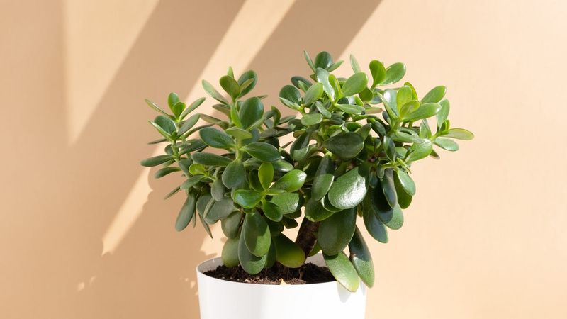 Jade Plant
