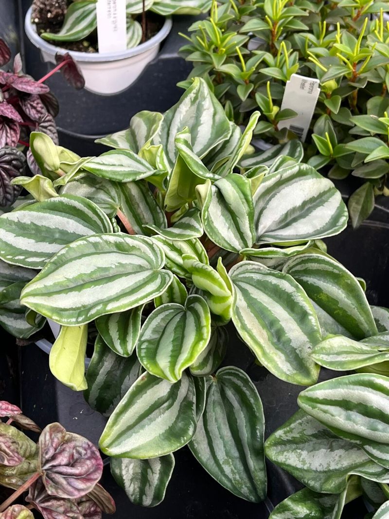 Peperomia (Peperomia spp.)