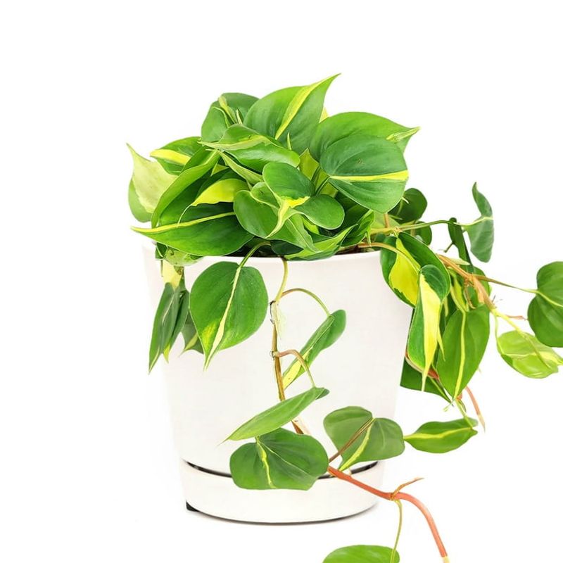 Philodendron