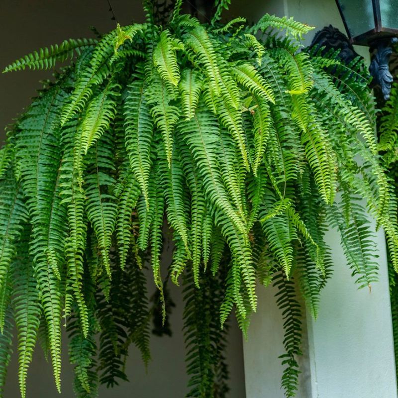 Boston Fern