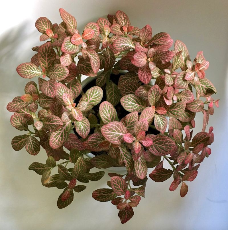 Nerve Plant (Fittonia)